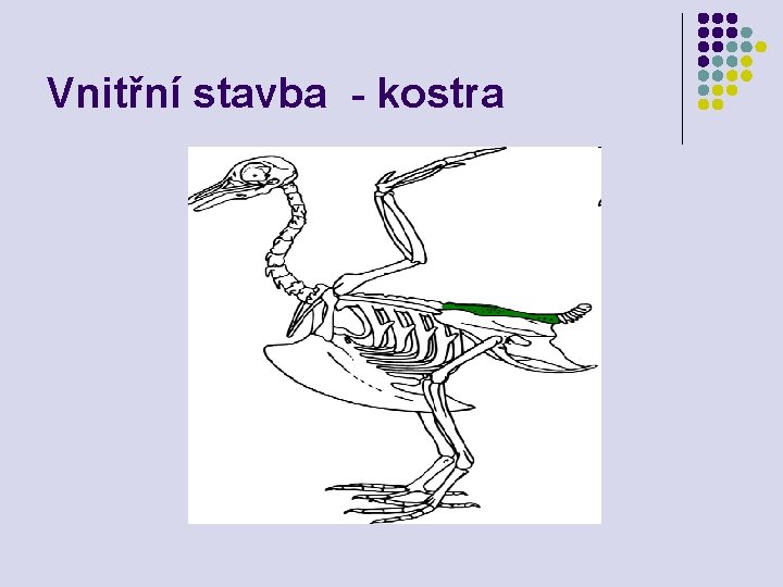 Vnitřní stavba - kostra 