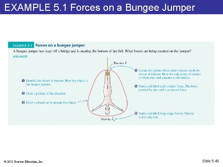 EXAMPLE 5. 1 Forces on a Bungee Jumper © 2013 Pearson Education, Inc. Slide