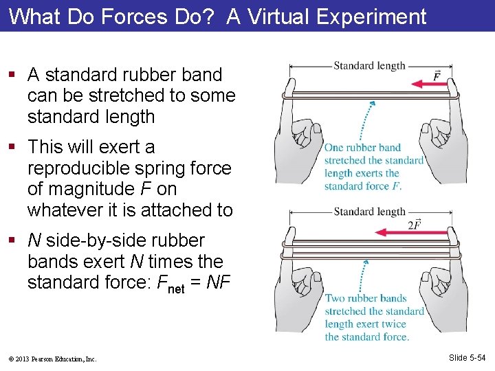 What Do Forces Do? A Virtual Experiment § A standard rubber band can be
