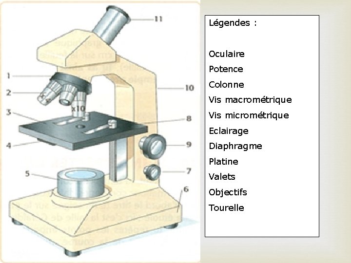 Légendes : Oculaire Potence Colonne Vis macrométrique Vis micrométrique Eclairage Diaphragme Platine Valets Objectifs