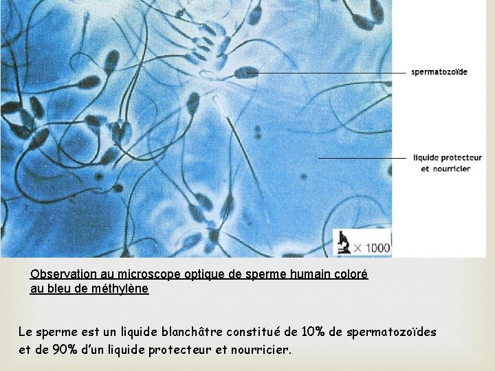 Observation au microscope optique de sperme humain coloré au bleu de méthylène Le sperme