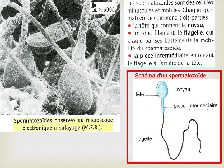 Schéma d’un spermatozoïde 