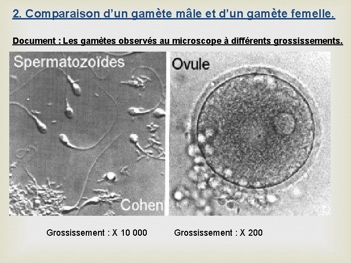 2. Comparaison d’un gamète mâle et d’un gamète femelle. Document : Les gamètes observés