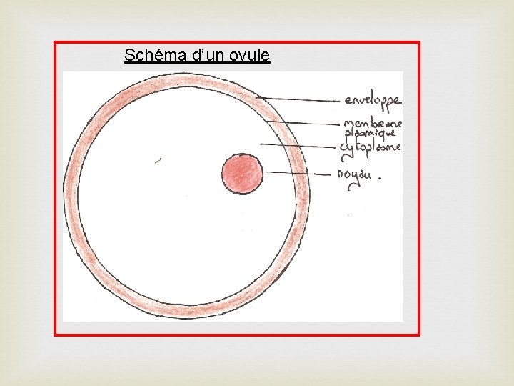 Schéma d’un ovule 