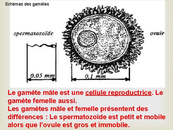 Schémas des gamètes Le gamète mâle est une cellule reproductrice. Le gamète femelle aussi.