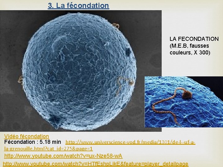 3. La fécondation LA FECONDATION (M. E. B, fausses couleurs, X 300) Vidéo fécondation