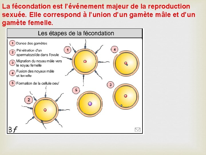 La fécondation est l’événement majeur de la reproduction sexuée. Elle correspond à l’union d’un