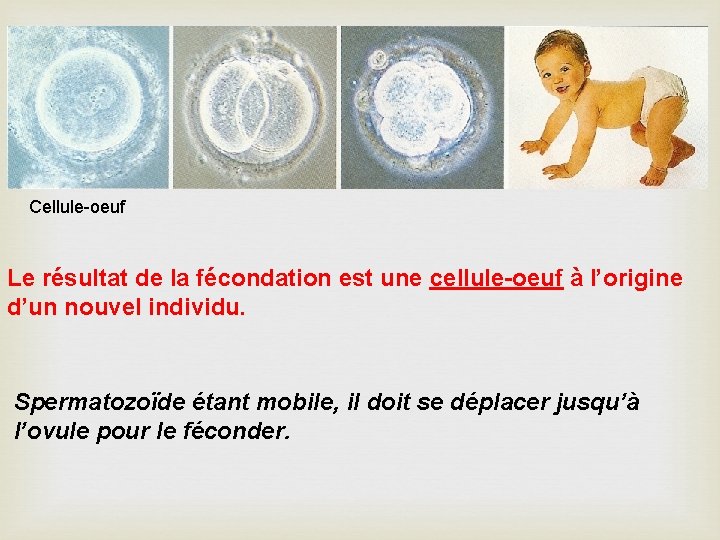 Cellule-oeuf Le résultat de la fécondation est une cellule-oeuf à l’origine d’un nouvel individu.