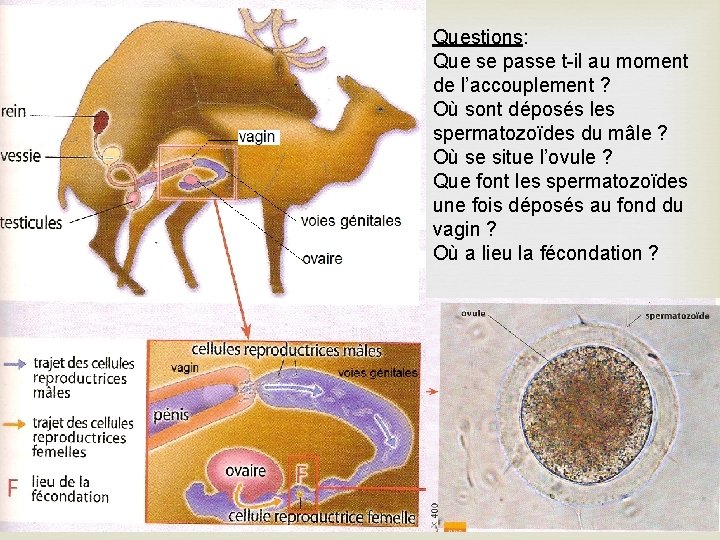 Questions: Que se passe t-il au moment de l’accouplement ? Où sont déposés les