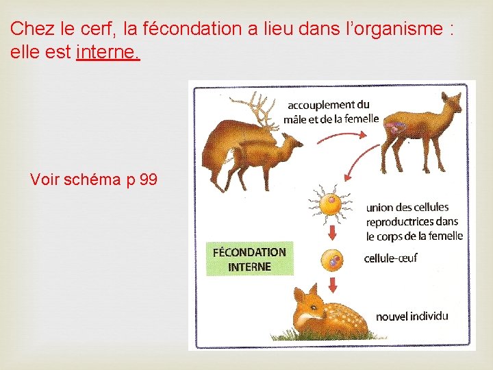 Chez le cerf, la fécondation a lieu dans l’organisme : elle est interne. Voir