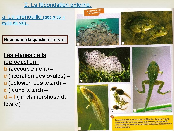 2. La fécondation externe. a. La grenouille (doc p 86 + cycle de vie).