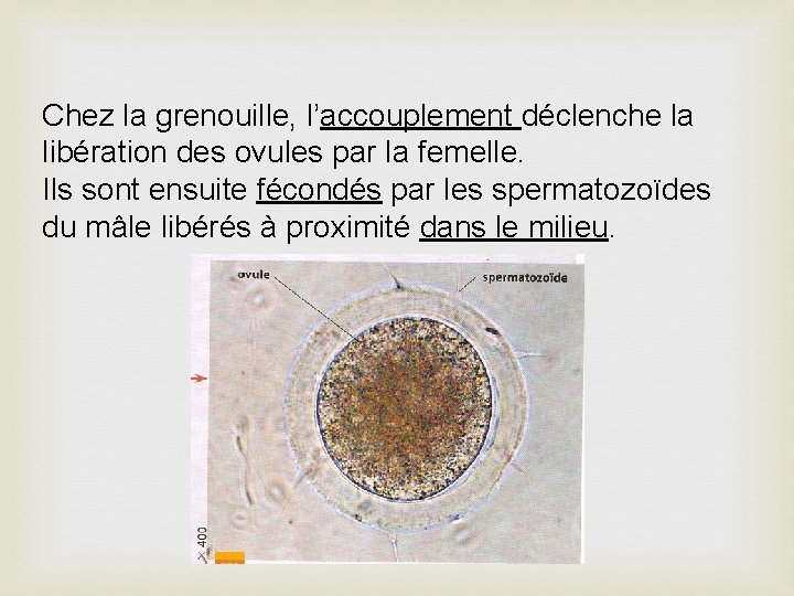 Chez la grenouille, l’accouplement déclenche la libération des ovules par la femelle. Ils sont