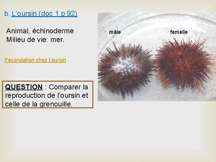 b. L’oursin (doc 1 p 92) Animal, échinoderme Milieu de vie: mer. Fécondation chez