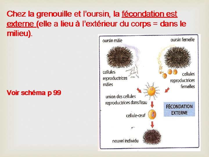 Chez la grenouille et l’oursin, la fécondation est externe (elle a lieu à l’extérieur