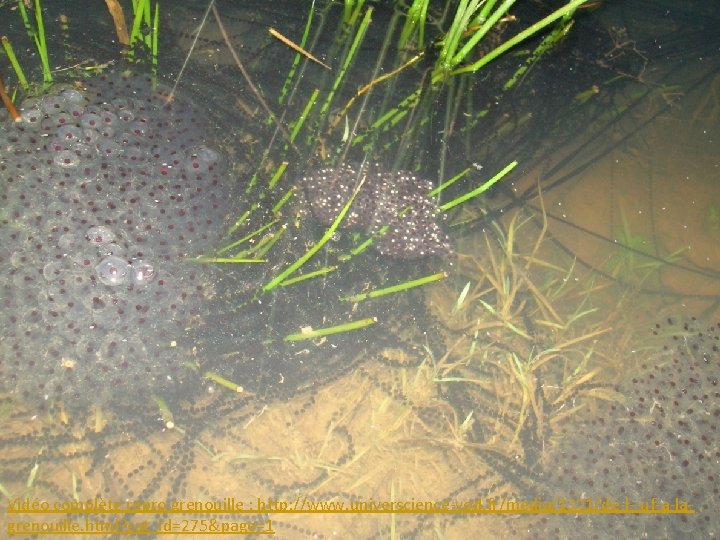 Vidéo complète repro grenouille : http: //www. universcience-vod. fr/media/1301/de-l--uf-a-lagrenouille. html? cat_id=275&page=1 