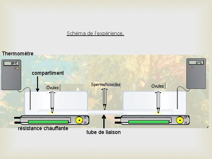 Schéma de l’expérience. Thermomètre compartiment résistance chauffante tube de liaison 