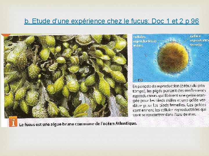 b. Etude d’une expérience chez le fucus: Doc 1 et 2 p 96 