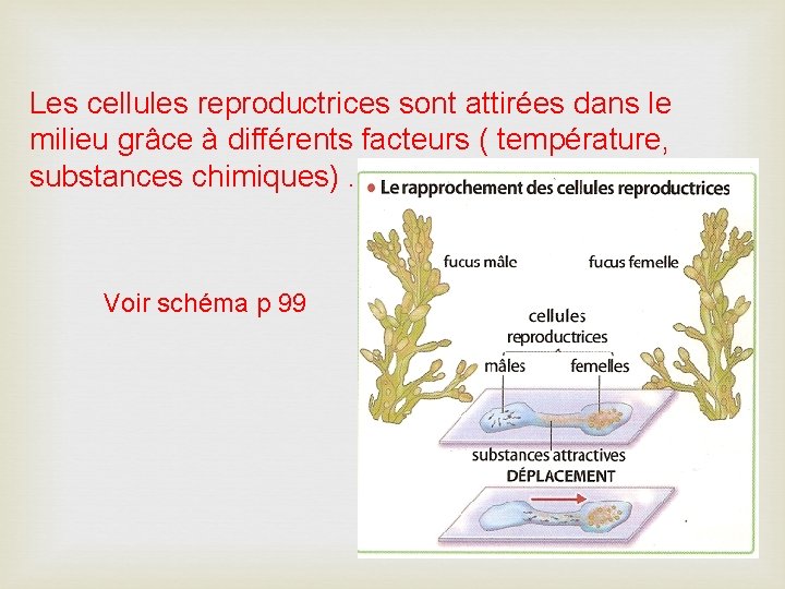 Les cellules reproductrices sont attirées dans le milieu grâce à différents facteurs ( température,