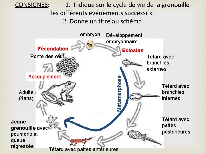 1. Indique sur le cycle de vie de la grenouille les différents événements successifs.