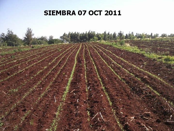 SIEMBRA 07 OCT 2011 Centro Regional Misiones 