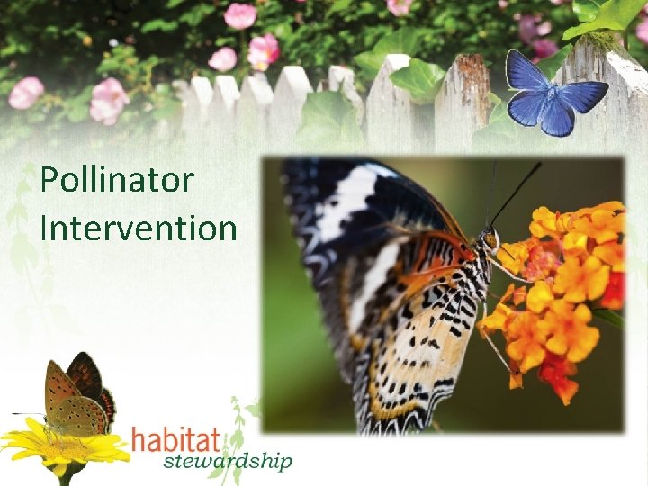 Pollinator Intervention 