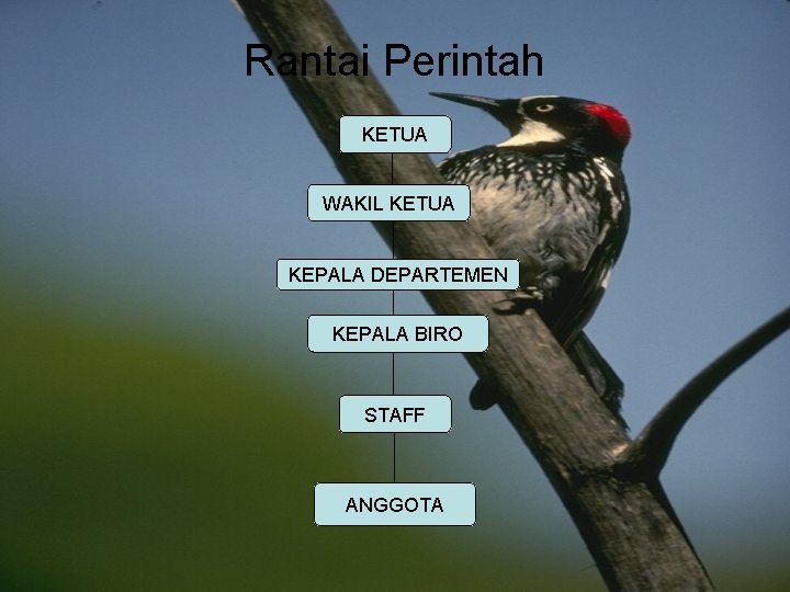 Rantai Perintah KETUA WAKIL KETUA KEPALA DEPARTEMEN KEPALA BIRO STAFF ANGGOTA 