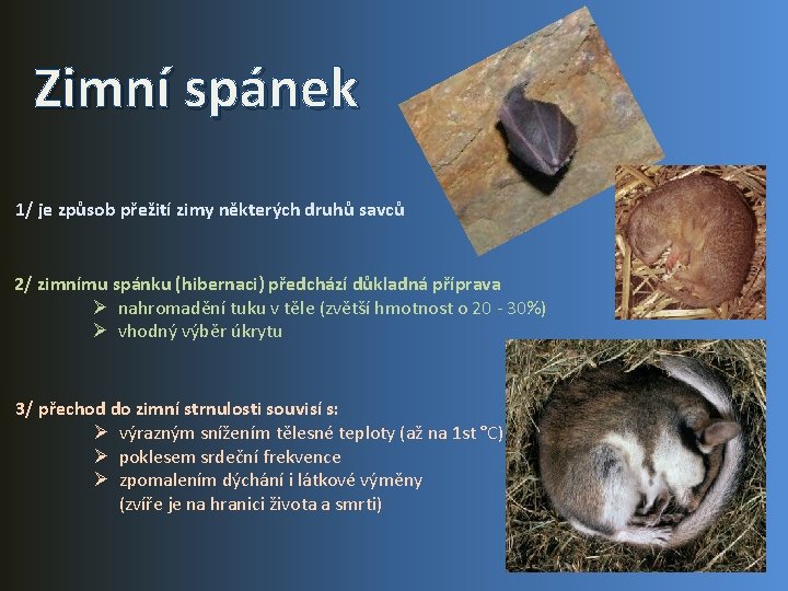 Zimní spánek 1/ je způsob přežití zimy některých druhů savců 2/ zimnímu spánku (hibernaci)