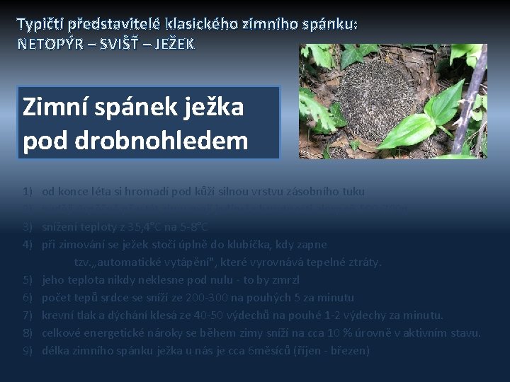 Typičtí představitelé klasického zimního spánku: NETOPÝR – SVIŠŤ – JEŽEK Zimní spánek ježka pod