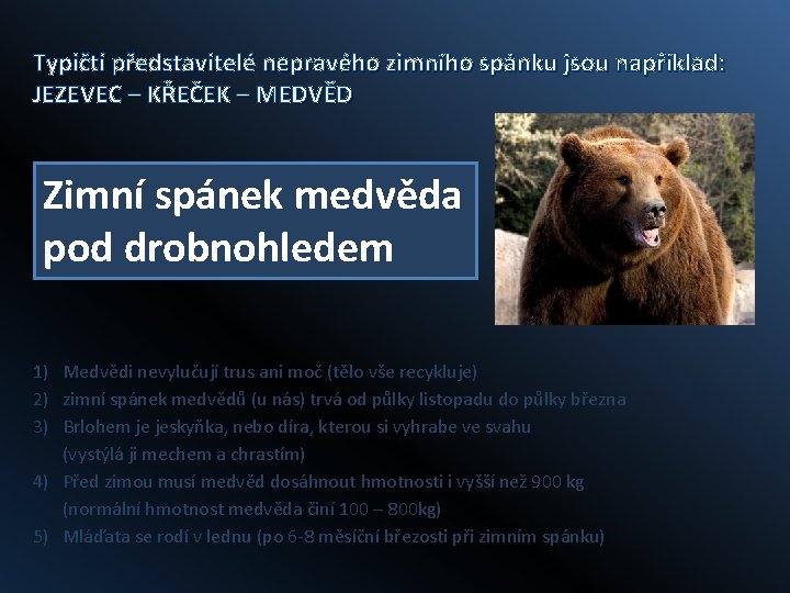 Typičtí představitelé nepravého zimního spánku jsou například: JEZEVEC – KŘEČEK – MEDVĚD Zimní spánek