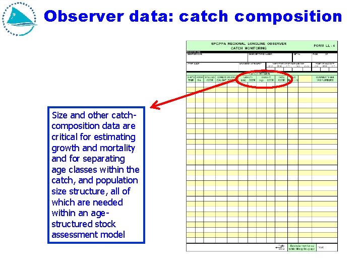 Observer data: catch composition Size and other catchcomposition data are critical for estimating growth Observer data: catch composition Size and other catchcomposition data are critical for estimating growth