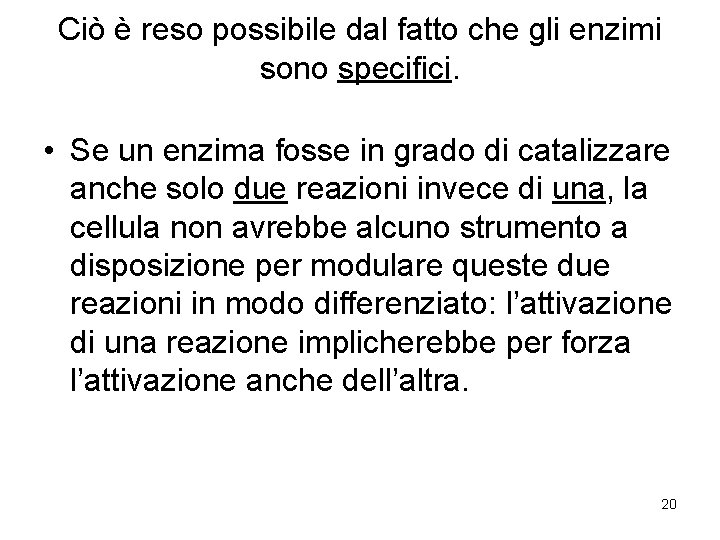 Ciò è reso possibile dal fatto che gli enzimi sono specifici. • Se un