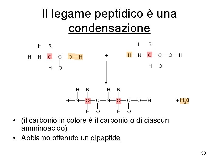 Il legame peptidico è una condensazione + + H 20 • (il carbonio in