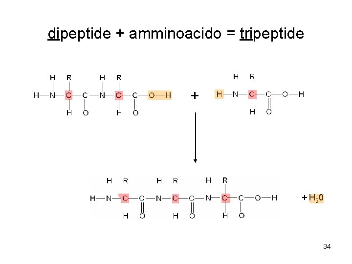 dipeptide + amminoacido = tripeptide + + H 20 34 