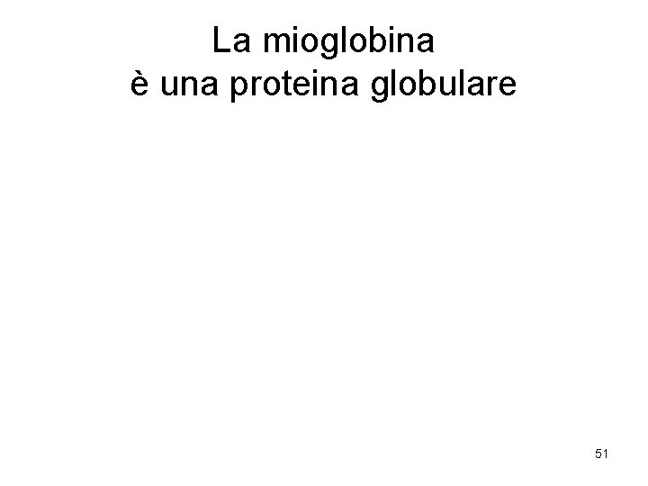 La mioglobina è una proteina globulare 51 