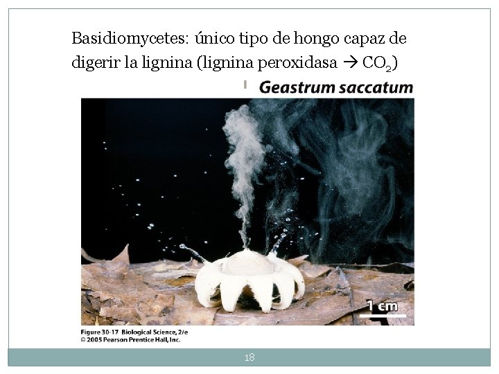 Basidiomycetes: único tipo de hongo capaz de digerir la lignina (lignina peroxidasa CO 2)