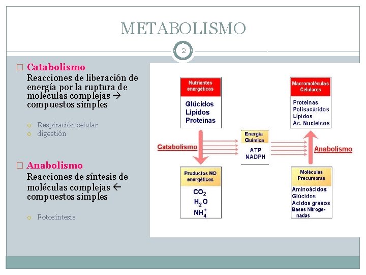 METABOLISMO 2 � Catabolismo Reacciones de liberación de energía por la ruptura de moléculas