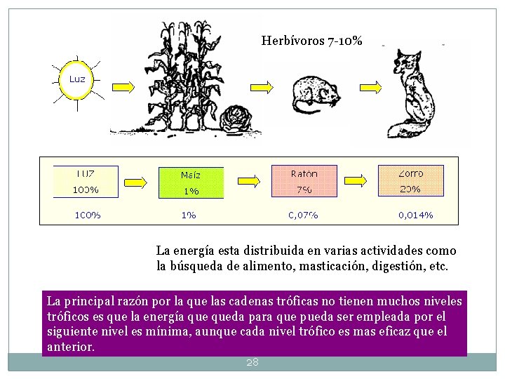 Herbívoros 7 -10% La energía esta distribuida en varias actividades como la búsqueda de