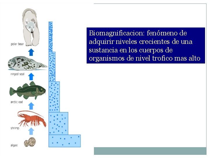 Biomagnificacion: fenómeno de adquirir niveles crecientes de una sustancia en los cuerpos de organismos