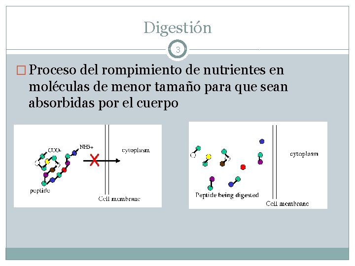 Digestión 3 � Proceso del rompimiento de nutrientes en moléculas de menor tamaño para