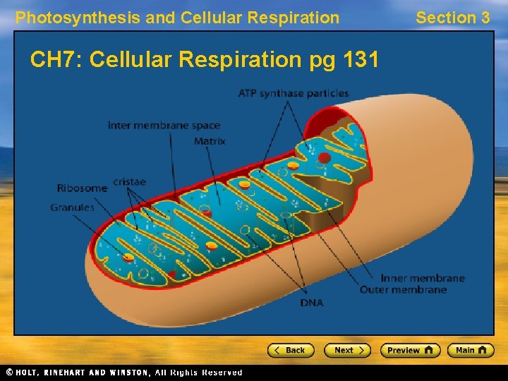 Photosynthesis and Cellular Respiration CH 7: Cellular Respiration pg 131 Section 3 