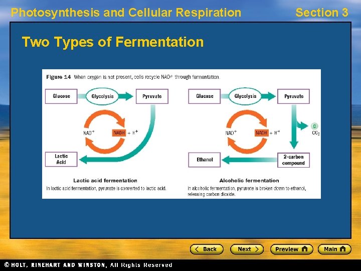 Photosynthesis and Cellular Respiration Two Types of Fermentation Section 3 