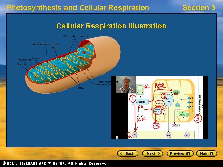 Photosynthesis and Cellular Respiration illustration Section 3 