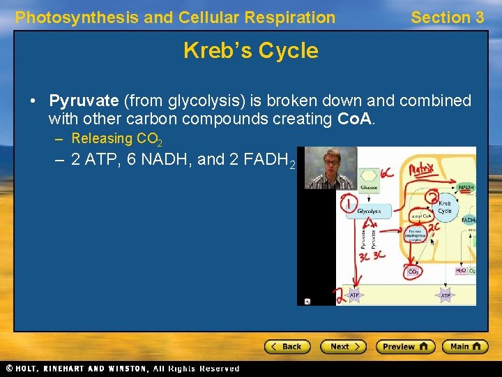 Photosynthesis and Cellular Respiration Section 3 Kreb’s Cycle • Pyruvate (from glycolysis) is broken