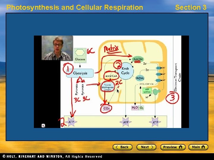 Photosynthesis and Cellular Respiration Section 3 