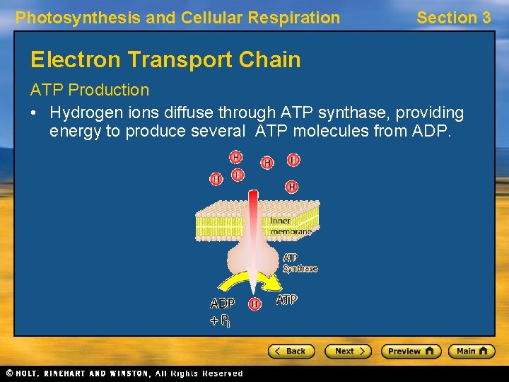 Photosynthesis and Cellular Respiration CH 7 Cellular Respiration