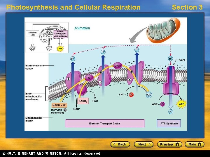 Photosynthesis and Cellular Respiration Section 3 
