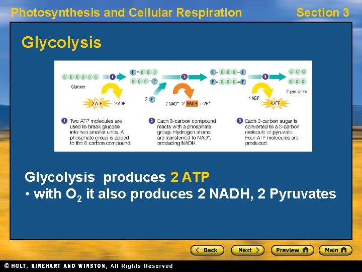 Photosynthesis and Cellular Respiration Section 3 Glycolysis produces 2 ATP • with O 2