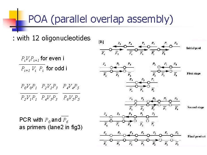 POA (parallel overlap assembly) : with 12 oligonucleotides Pi. Vi. Pi+1 for even i