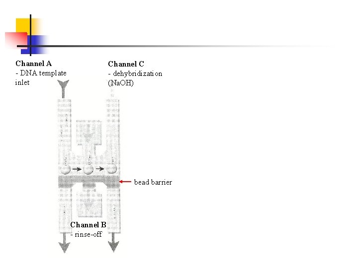 Channel A - DNA template inlet Channel C - dehybridization (Na. OH) bead barrier