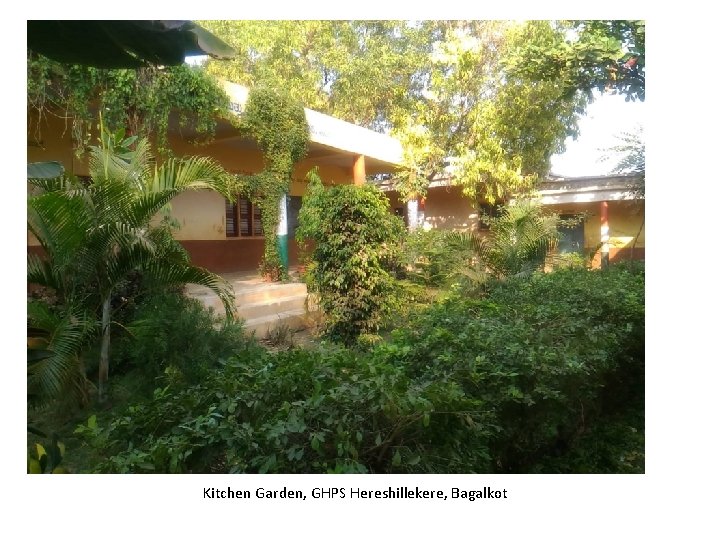 Kitchen Garden, GHPS Hereshillekere, Bagalkot Kitchen Garden, GHPS Hereshillekere, Bagalkot